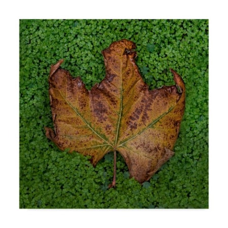 Lori Hutchison 'Last Fall Leaf' Canvas Art,14x14